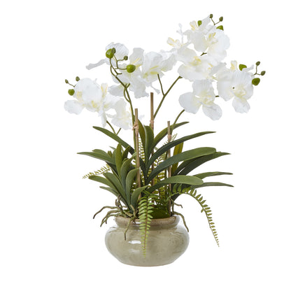 White Vanda Orchid Plant In Ceramic Pot by Hill Interiors