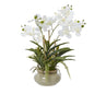 White Vanda Orchid Plant In Ceramic Pot by Hill Interiors