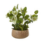 Green Hellebore Plant In Taupe Pot by Hill Interiors