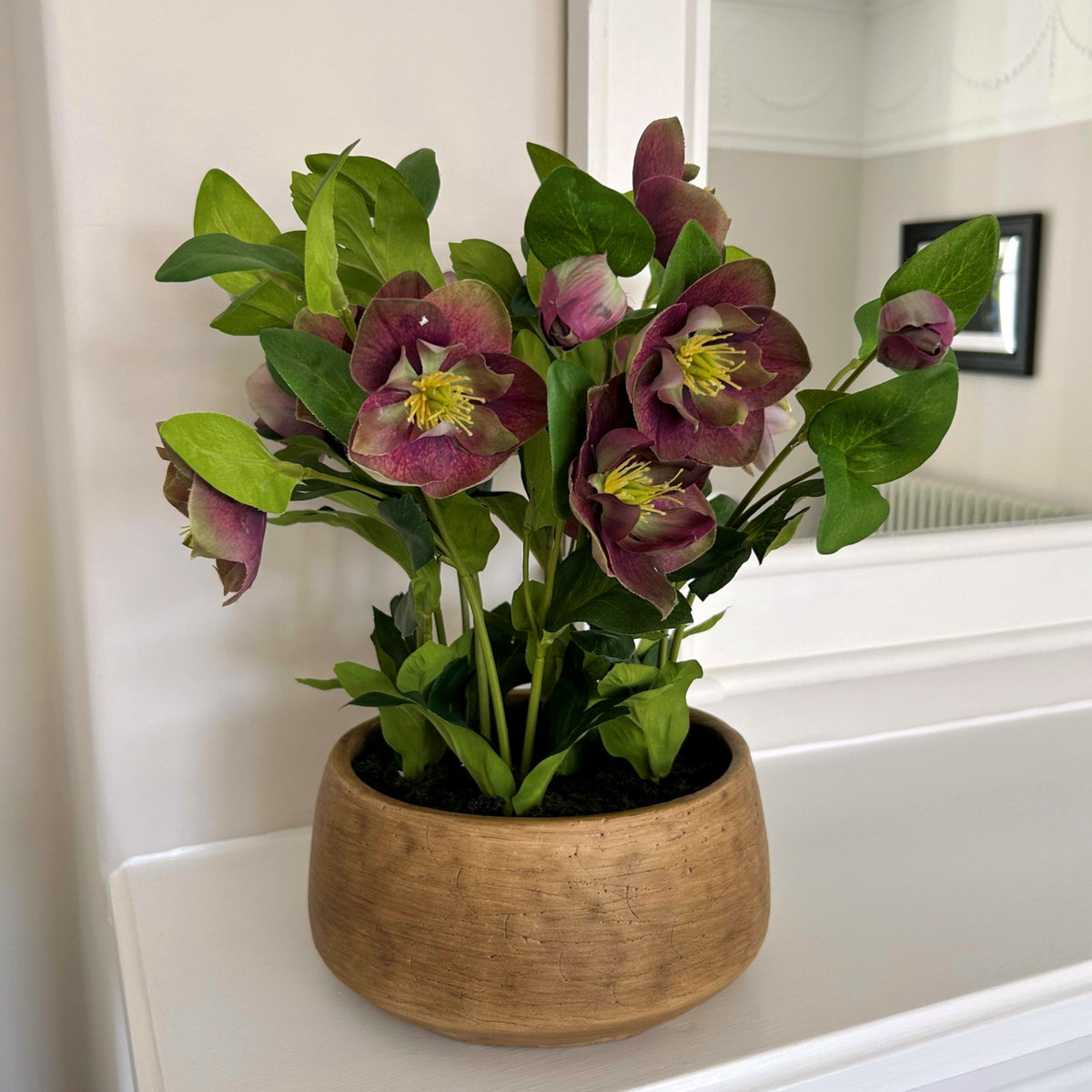 Deep Plum Hellebore Plant In Taupe Pot by Hill Interiors - image 2