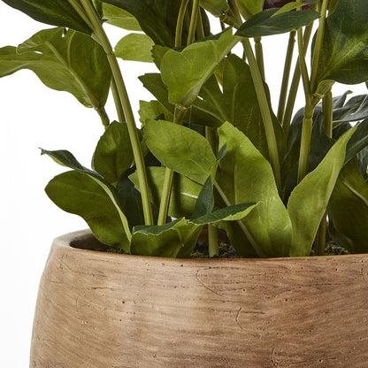 Deep Plum Hellebore Plant In Taupe Pot by Hill Interiors - image 4