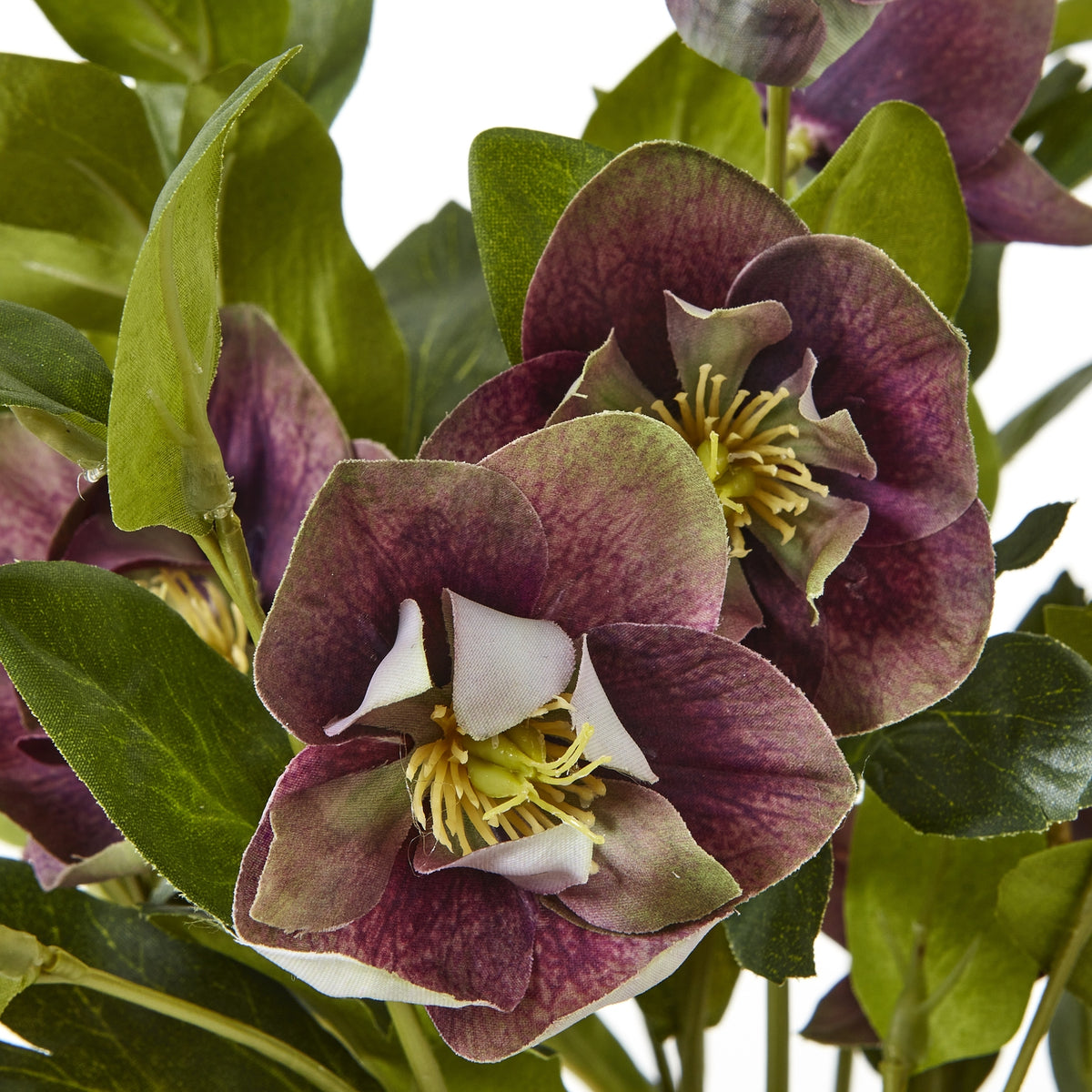 Deep Plum Hellebore Plant In Taupe Pot by Hill Interiors - image 5