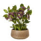 Deep Plum Hellebore Plant In Taupe Pot by Hill Interiors