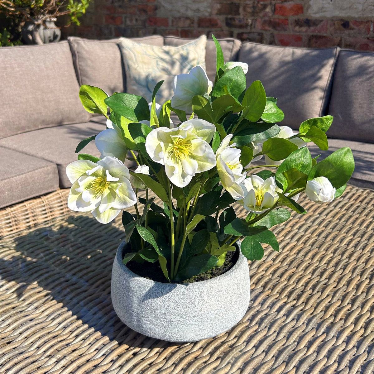 White Hellebore Plant In Grey Pot by Hill Interiors - image 2
