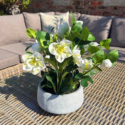 White Hellebore Plant In Grey Pot by Hill Interiors - image 2