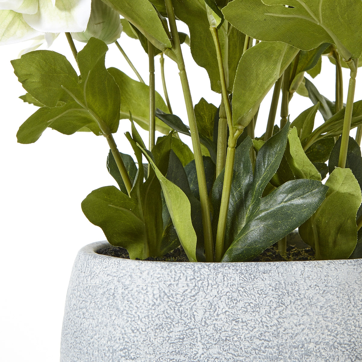 White Hellebore Plant In Grey Pot by Hill Interiors - image 4