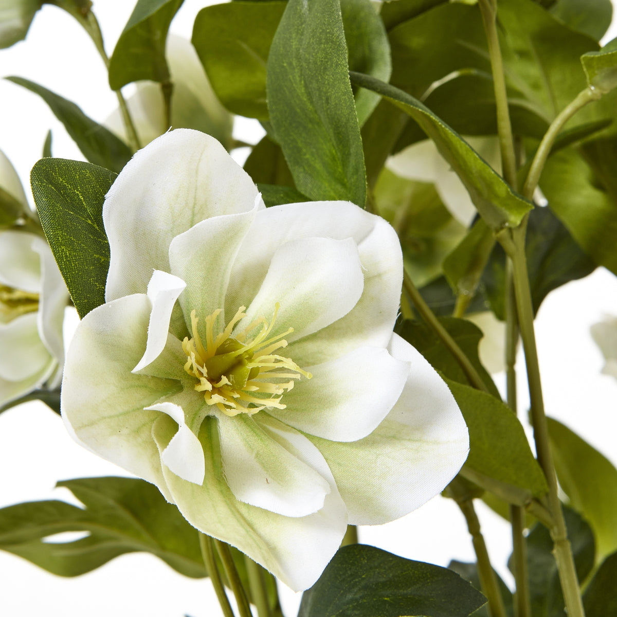 White Hellebore Plant In Grey Pot by Hill Interiors - image 5