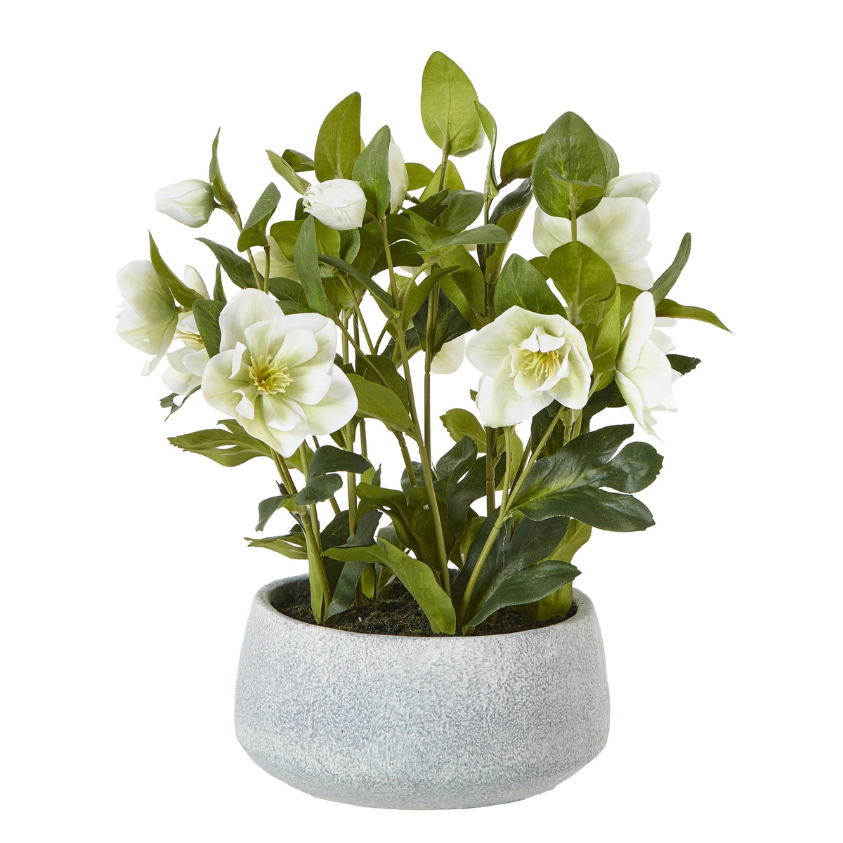 White Hellebore Plant In Grey Pot by Hill Interiors