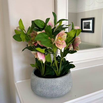 Variegated Pink Hellebore Plant In Grey Pot by Hill Interiors - image 2