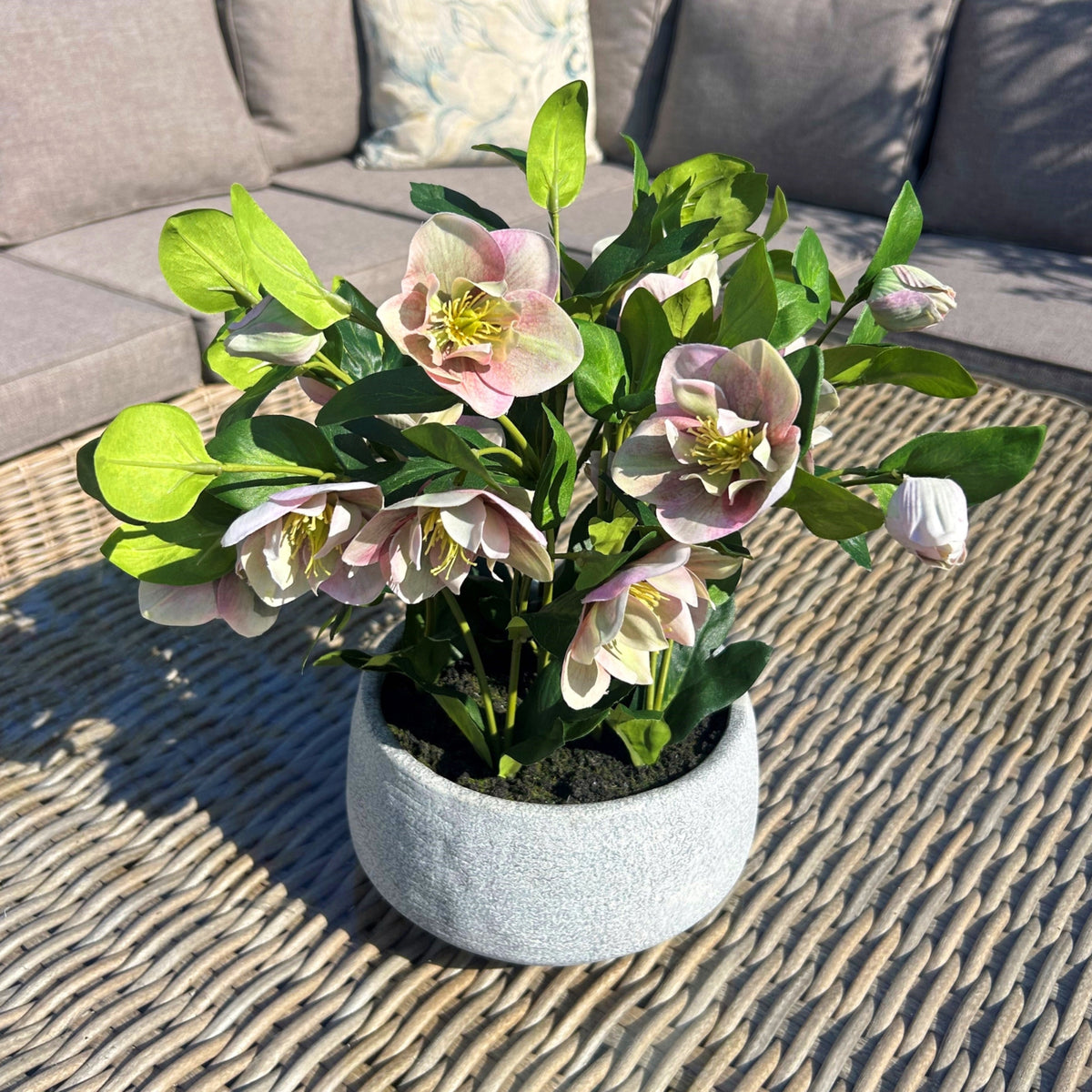 Variegated Pink Hellebore Plant In Grey Pot by Hill Interiors - image 3