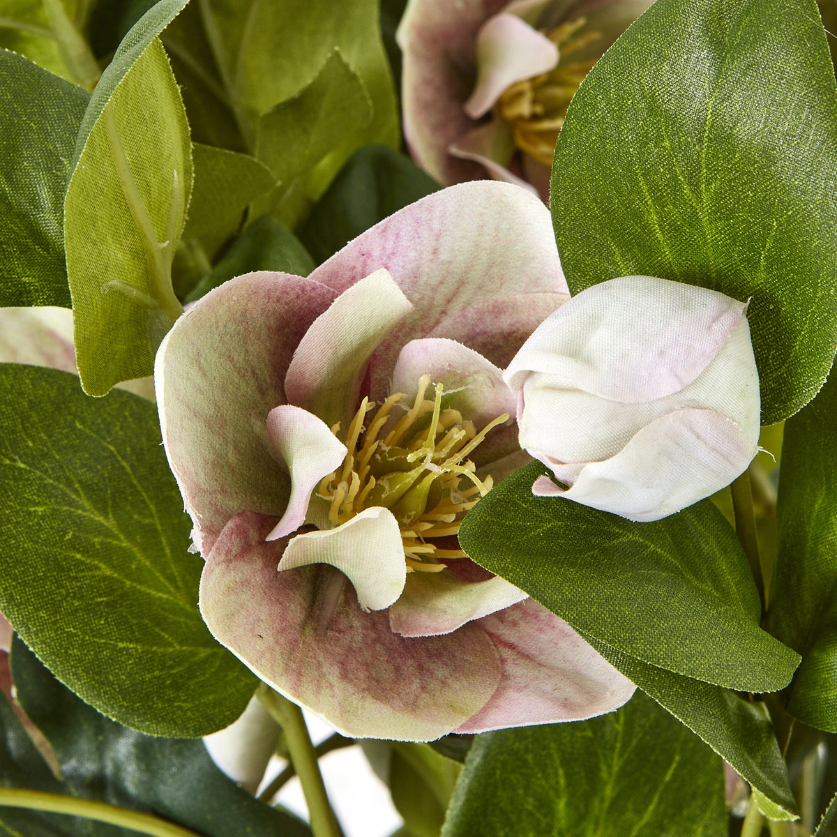 Variegated Pink Hellebore Plant In Grey Pot by Hill Interiors - image 5