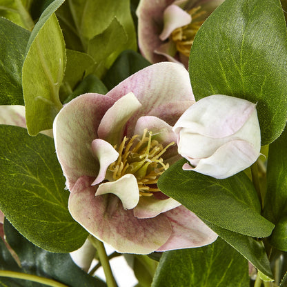 Variegated Pink Hellebore Plant In Grey Pot by Hill Interiors - image 5
