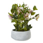 Variegated Pink Hellebore Plant In Grey Pot by Hill Interiors