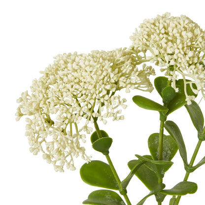 Cream Sedum Spray by Hill Interiors - image 2