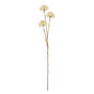 Cream Allium Spray by Hill Interiors