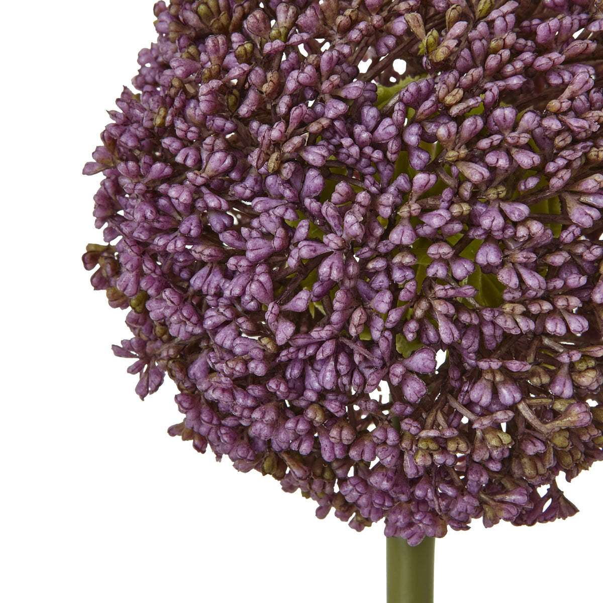 Purple Allium Stem by Hill Interiors - image 2