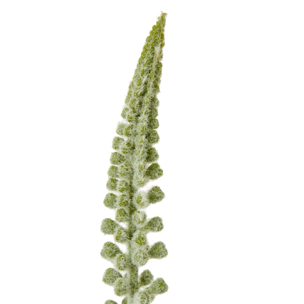 White Eremurus Stem by SEDERVA - image 2