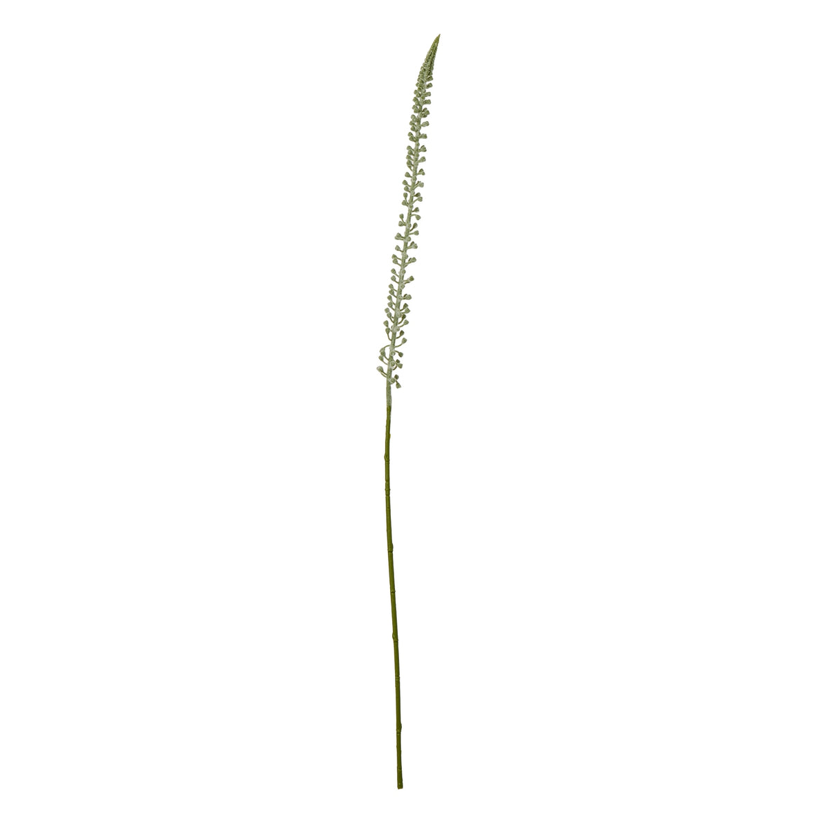 White Eremurus Stem by SEDERVA
