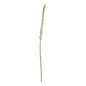 White Eremurus Stem by SEDERVA