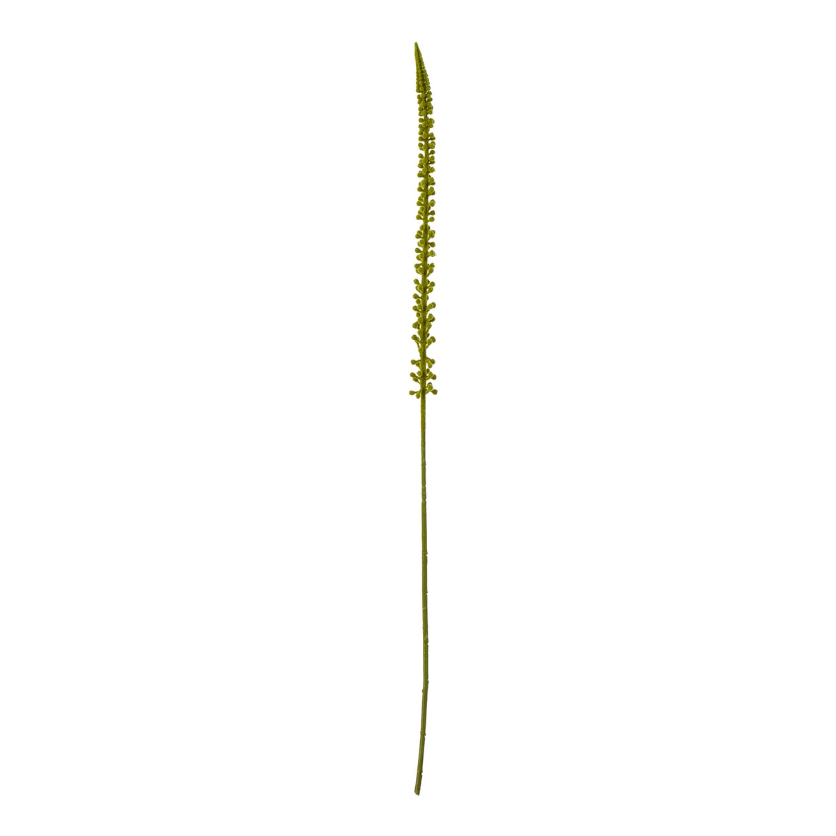 Green Eremurus Stem by Hill Interiors