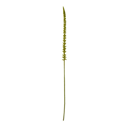Green Eremurus Stem by Hill Interiors