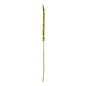 Green Eremurus Stem by Hill Interiors