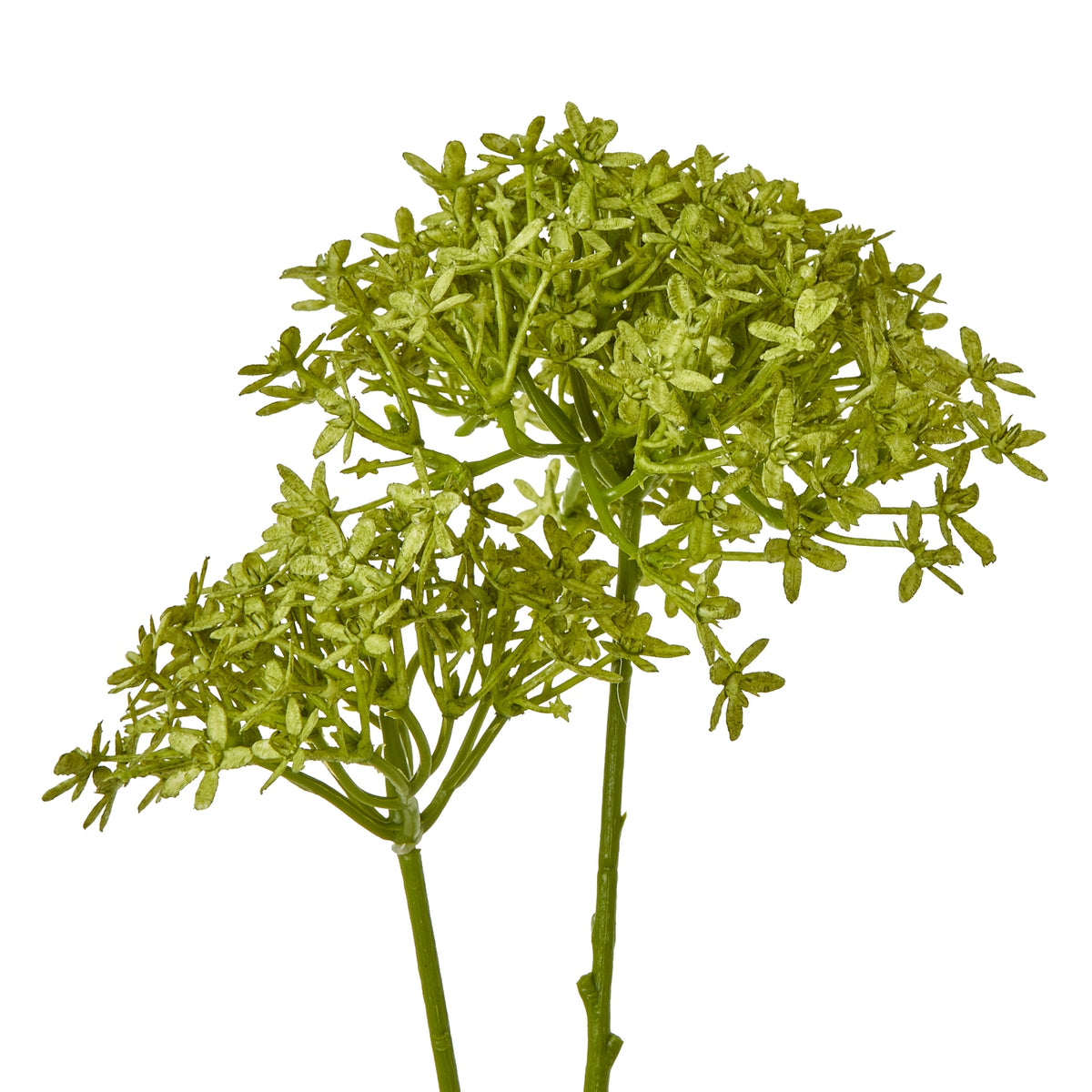 Green Crown Hydrangea Stem by SEDERVA - image 2