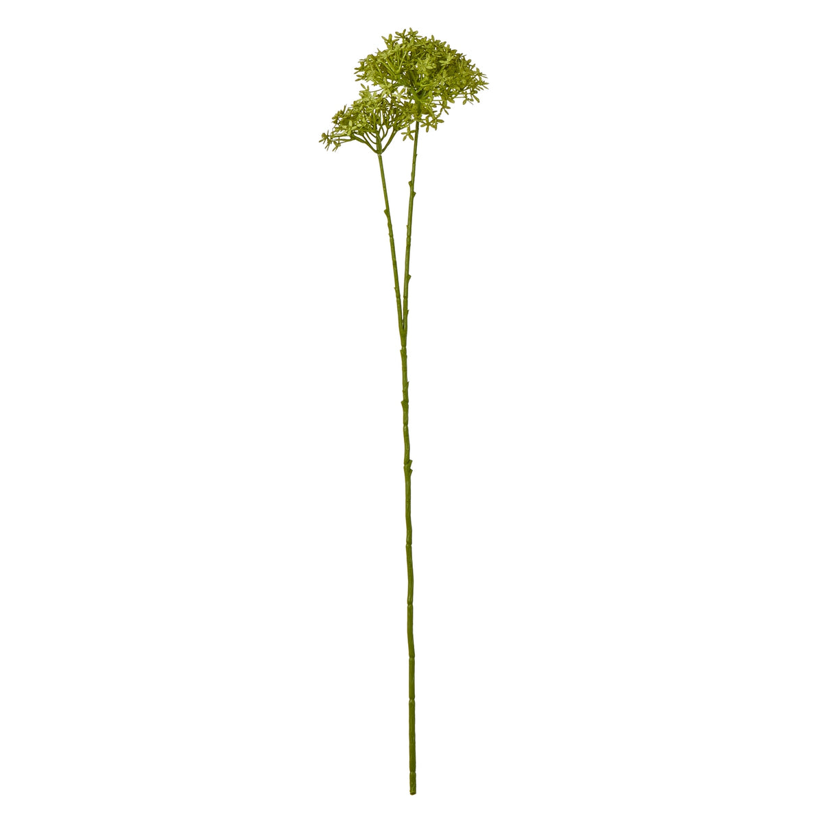 Green Crown Hydrangea Stem by SEDERVA