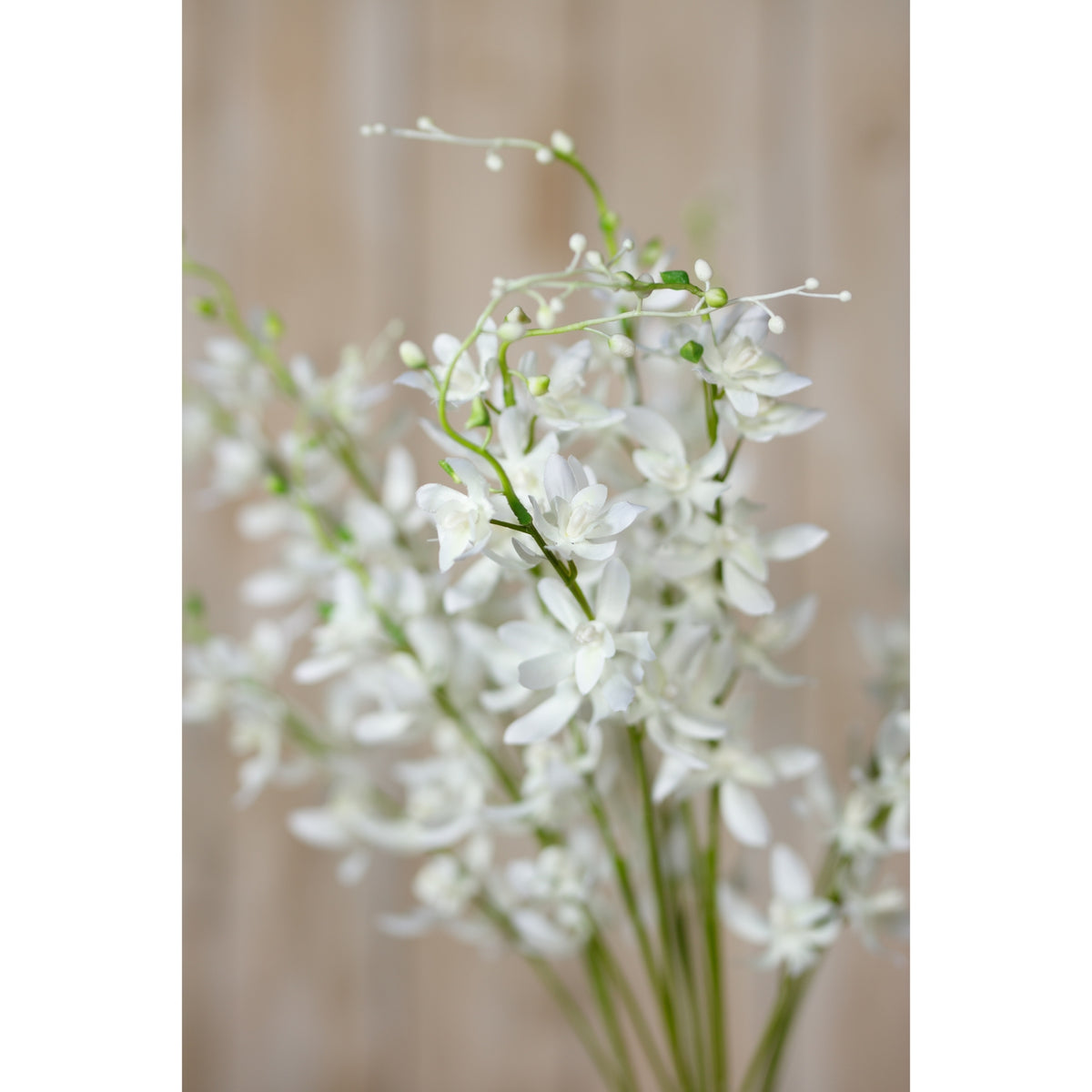 White Cymbidium Spray by Hill Interiors - image 5