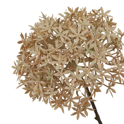Coffee Allium by Hill Interiors - image 2