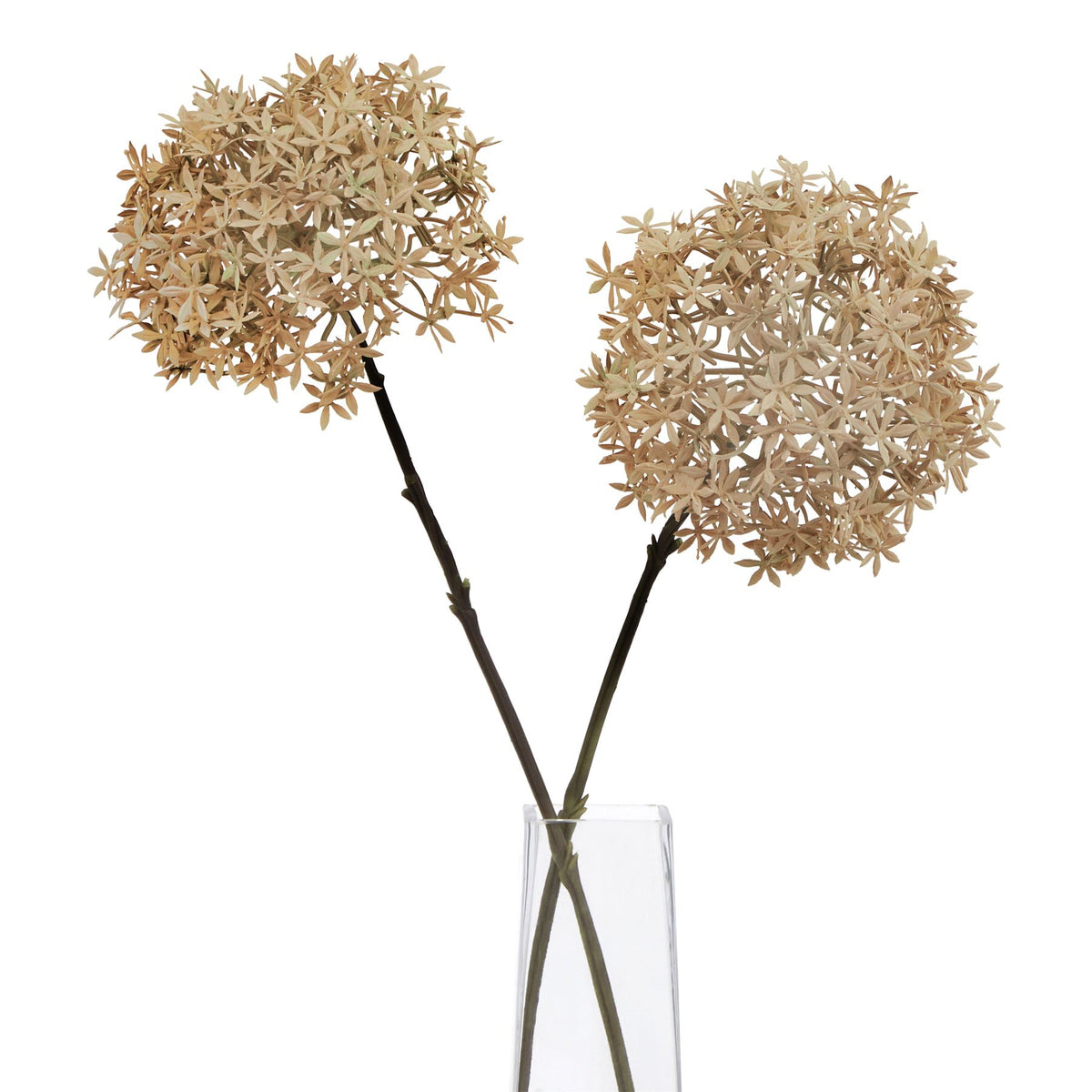 Coffee Allium by Hill Interiors - image 3