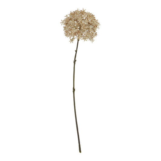 Coffee Allium by Hill Interiors