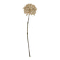 Coffee Allium by Hill Interiors
