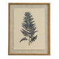Flora & Fauna Collection Beech Fern On Linen In Beaded Frame by Hill Interiors