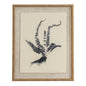 Flora & Fauna Collection Spleenwort On Linen In Beaded Frame by Hill Interiors