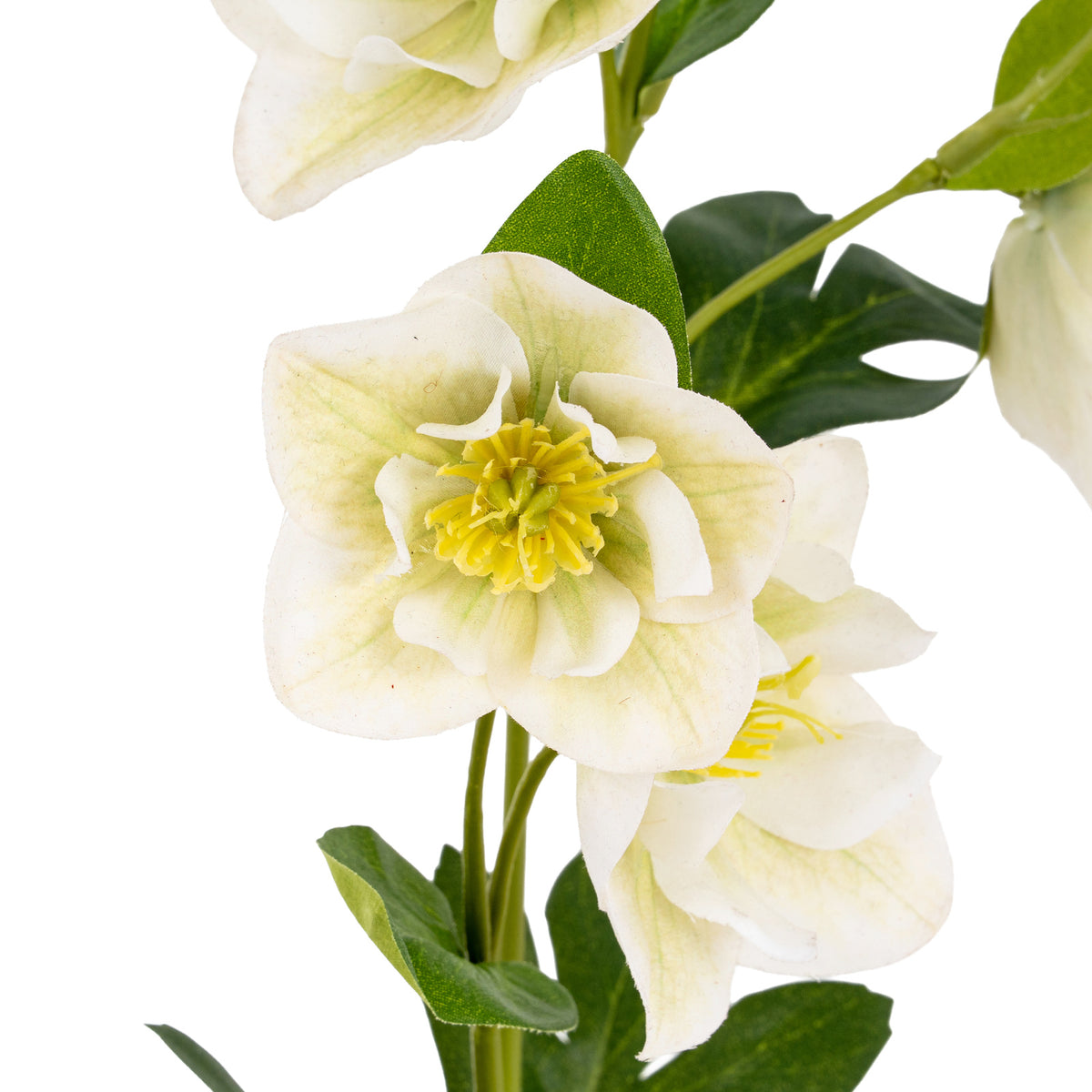 White Hellebore Stem by Hill Interiors - image 4
