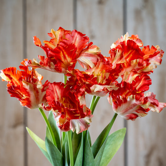 Flame Orange Parrot Tulip by Hill Interiors