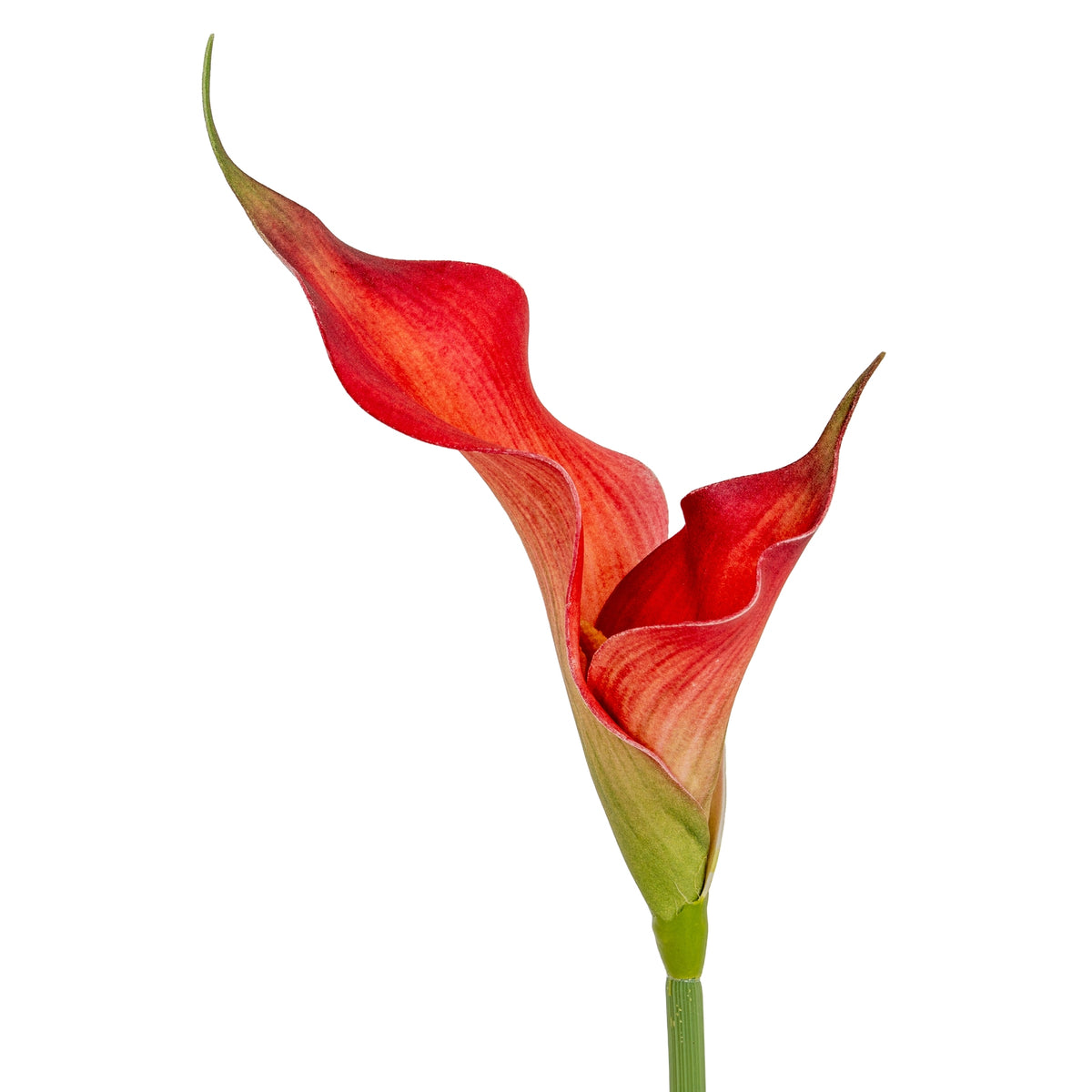 Fireball Calla Lily by Hill Interiors - image 3
