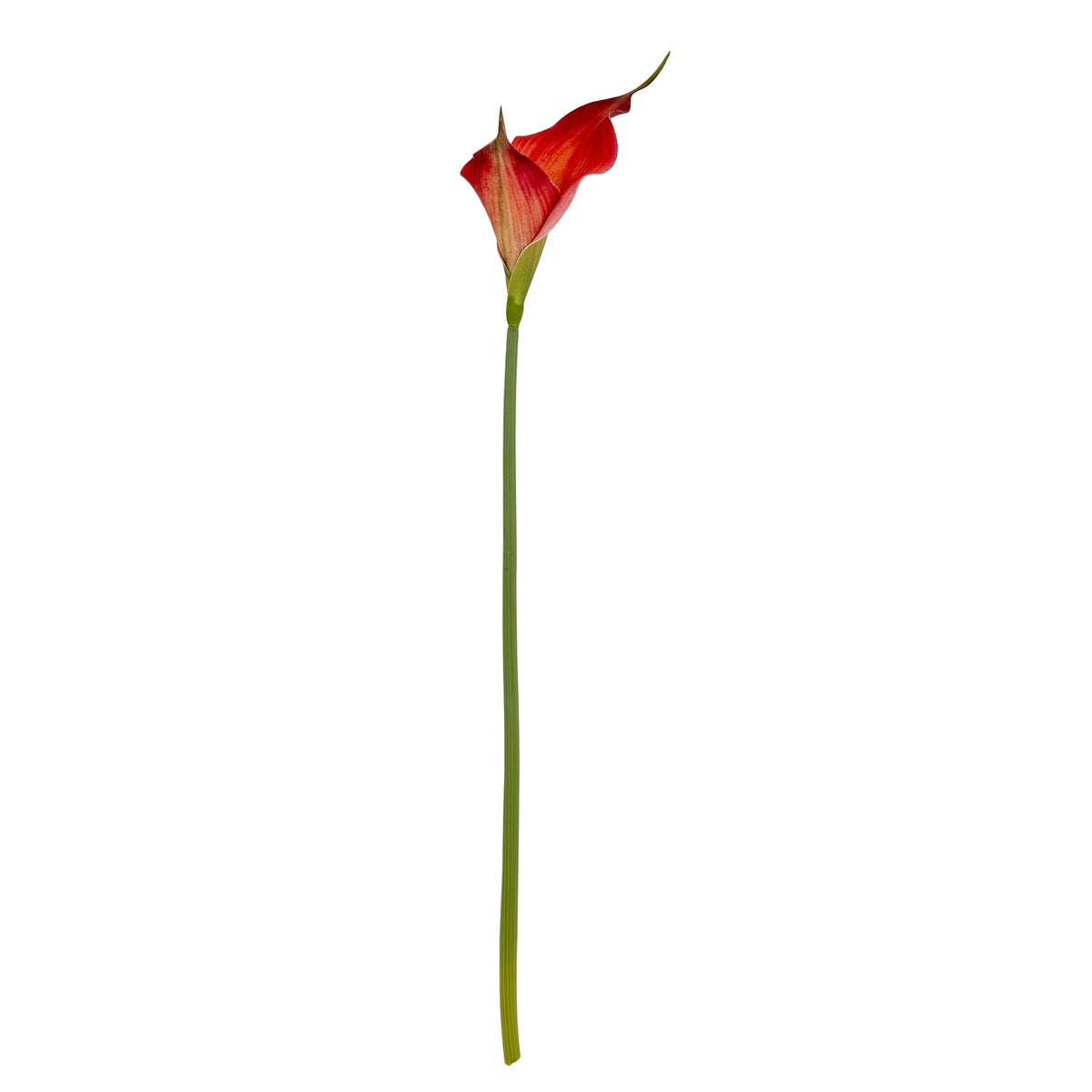 Fireball Calla Lily by Hill Interiors - image 4