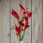 Fireball Calla Lily by Hill Interiors