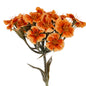 Orange Dianthus Spray by Hill Interiors