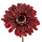 Burgundy Gerbera Stem by Hill Interiors