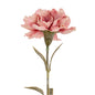 Pink Carnation Stem by Hill Interiors