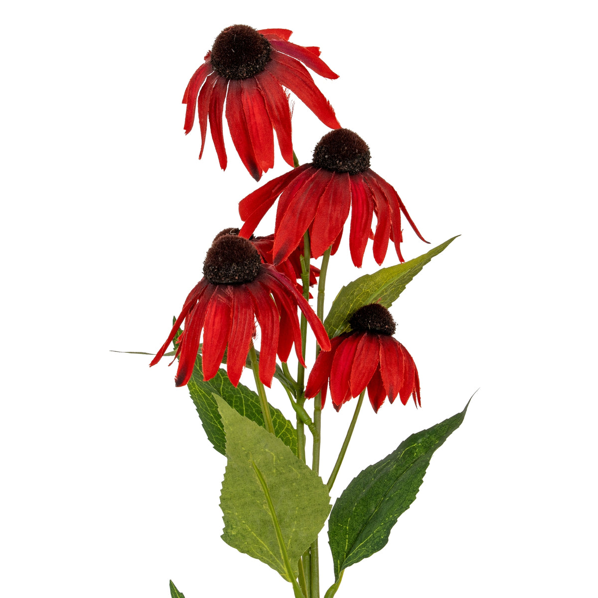 Red Echinacea Spray by Hill Interiors