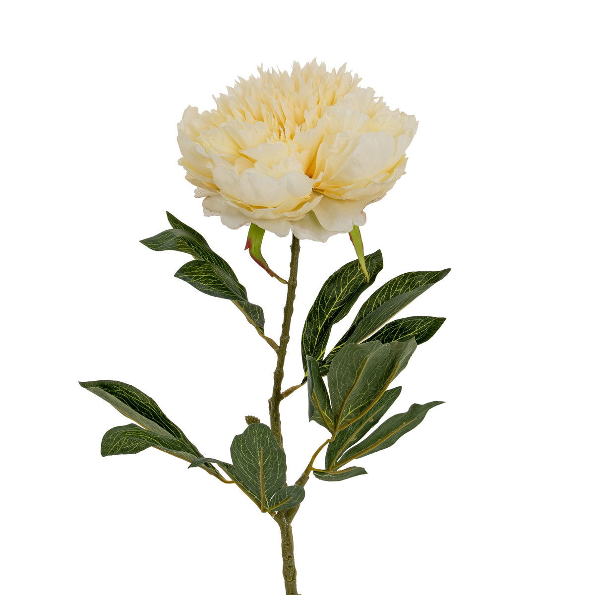 Large Buttermilk Double Peony Stem by Hill Interiors