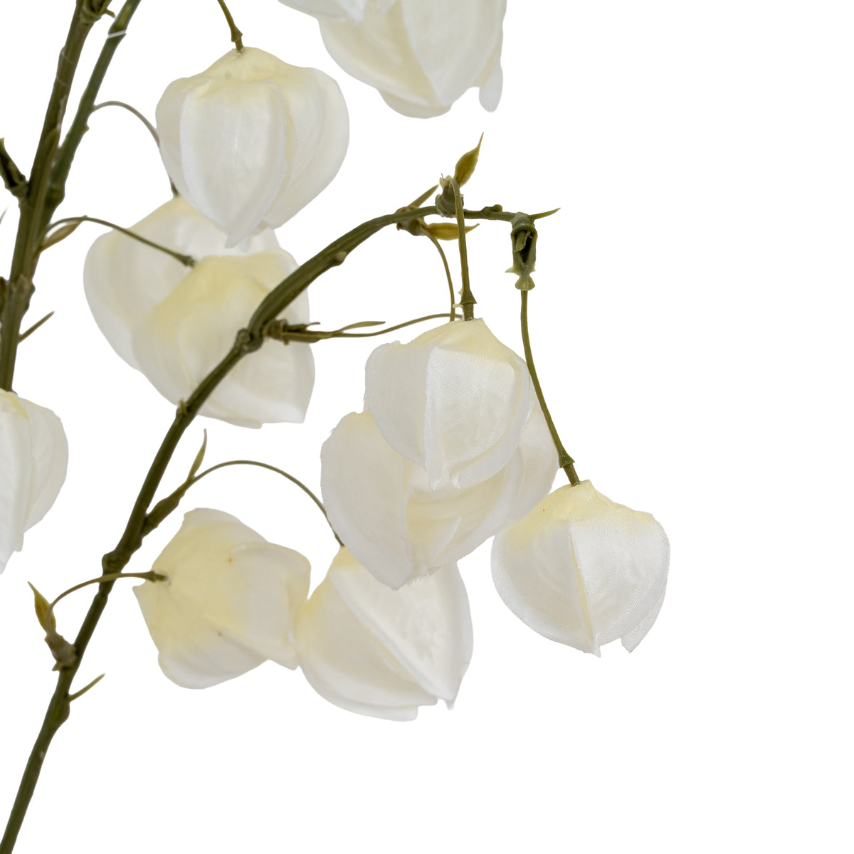 White Physalis Spray by SEDERVA - image 4