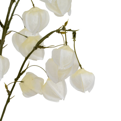 White Physalis Spray by SEDERVA - image 4