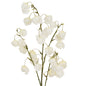 White Physalis Spray by SEDERVA