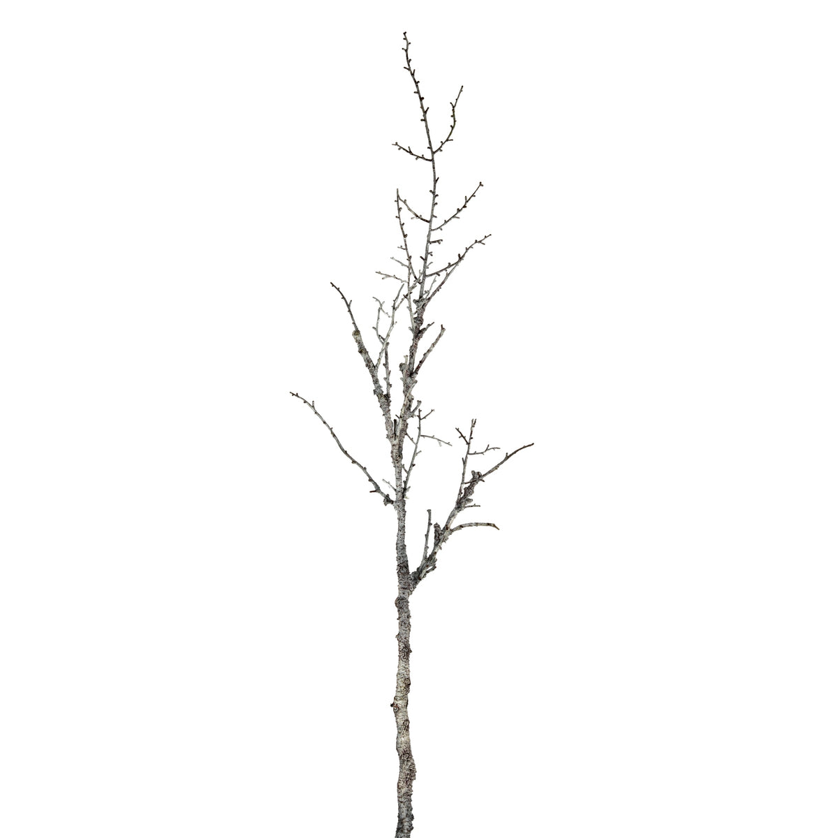 Snowy Winter Woodland Branch by Hill Interiors
