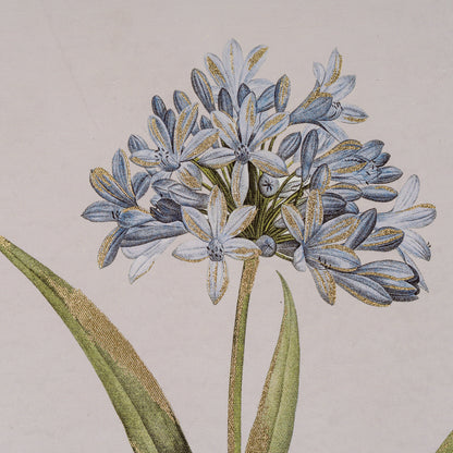 Flora & Fauna Collection Blue Wildflower in Frame by SEDERVA - image 4